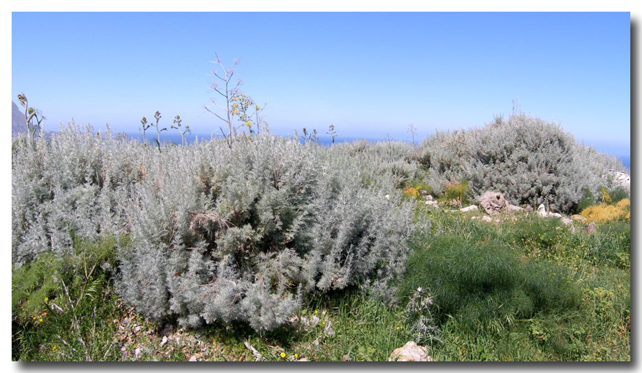 Artemisia arborescens / Assenzio arbustivo